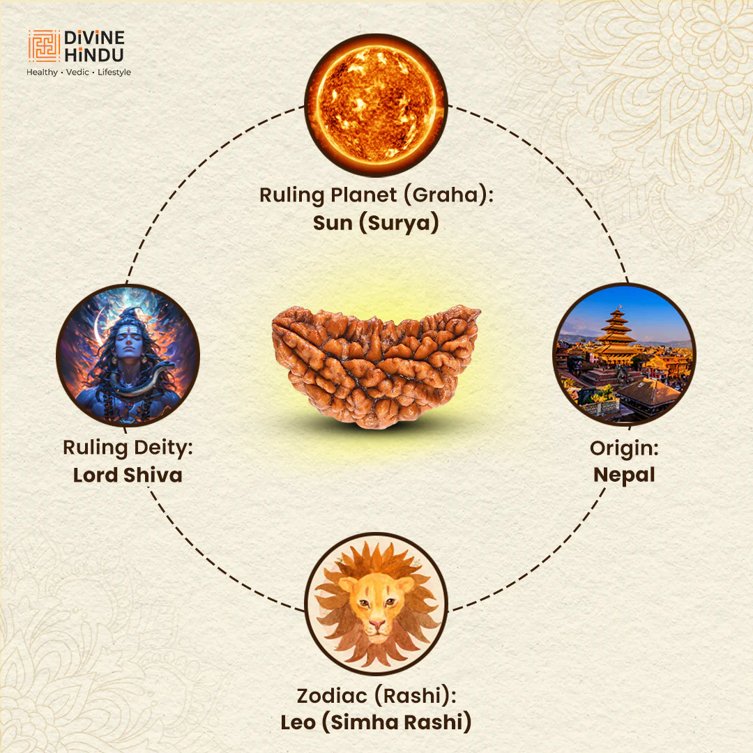 1 Mukhi Lab Certified Rudraksha - Image 3