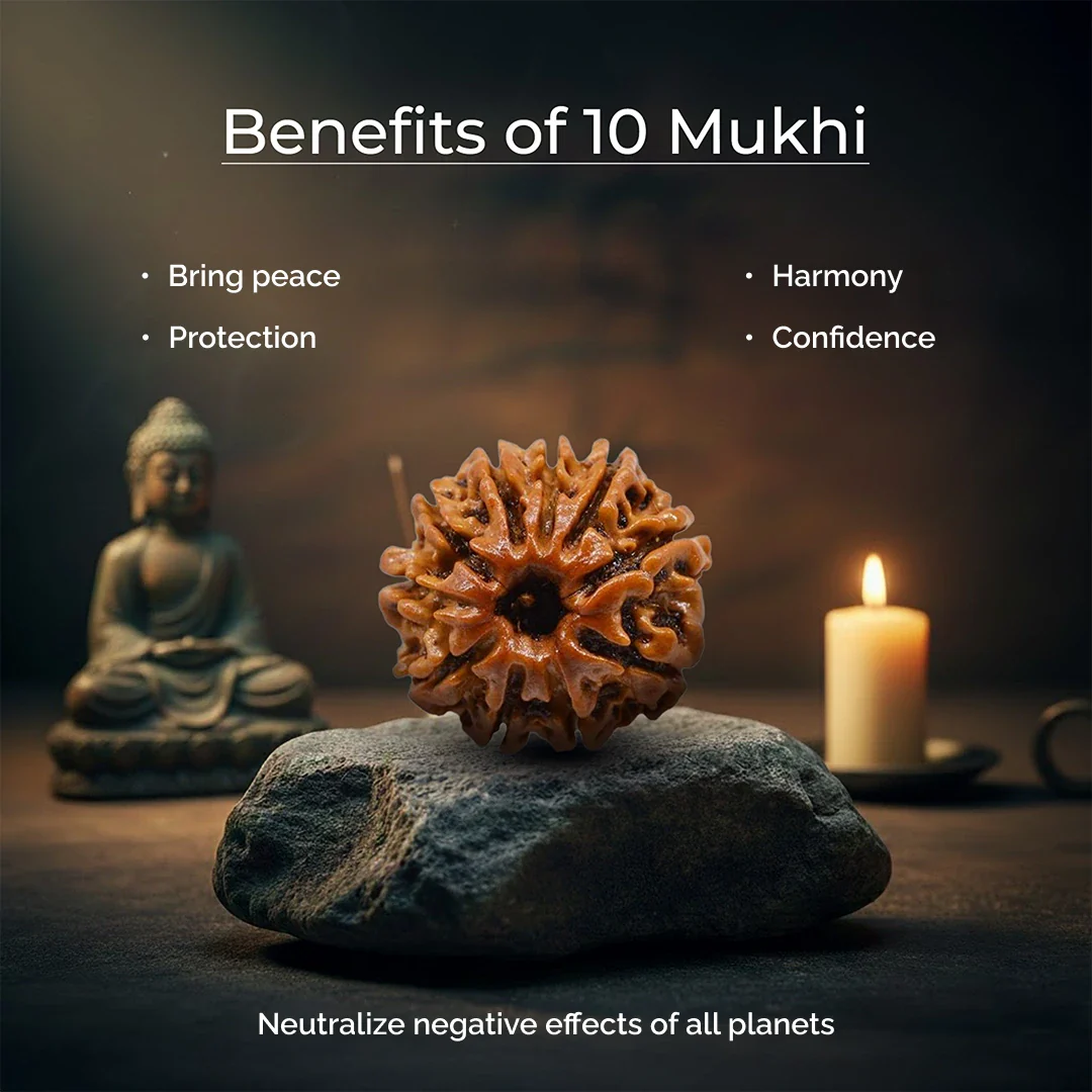 10 Mukhi Lab Tested Certified Rudraksha - Image 6