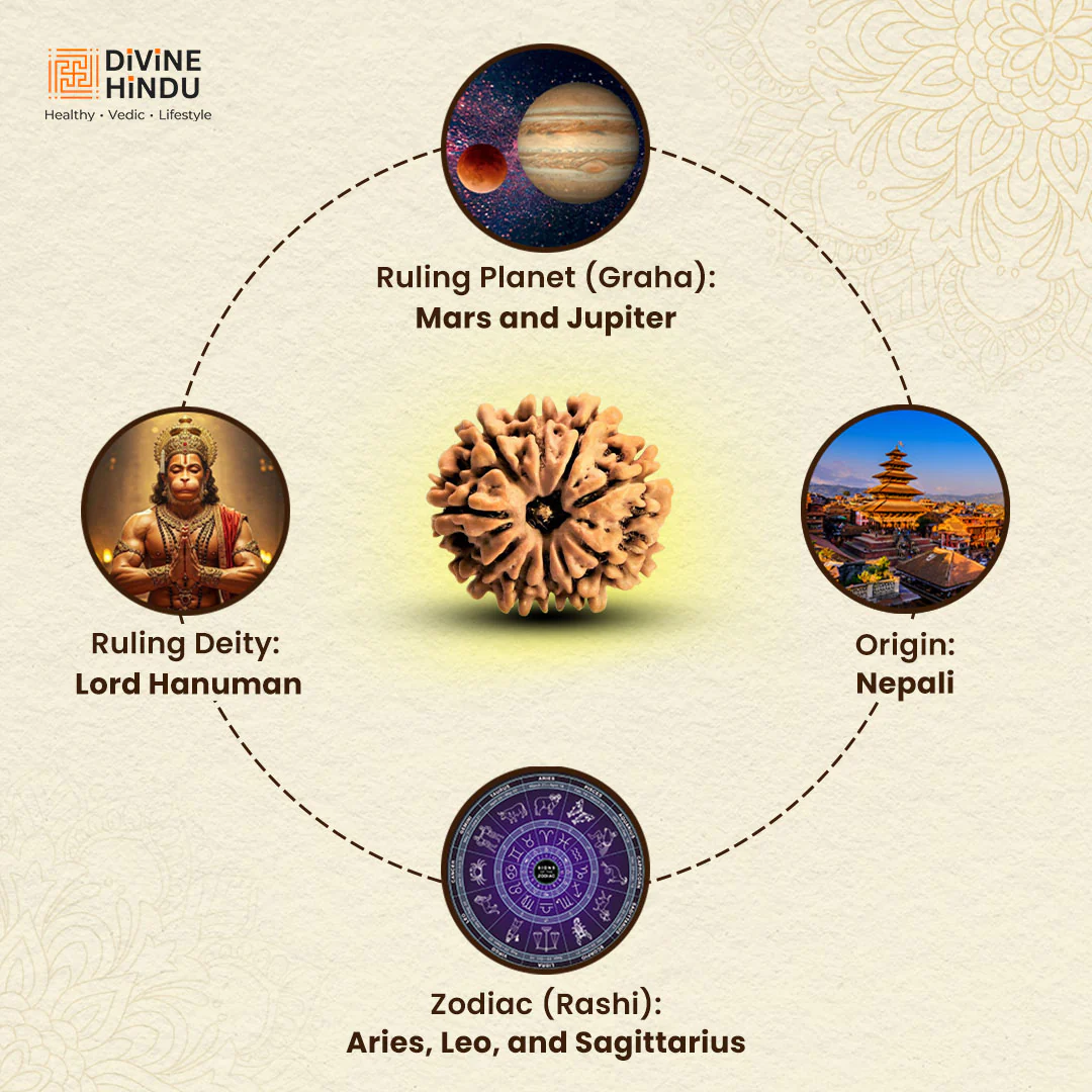 11 Mukhi Lab Tested Certified Rudraksha - Image 4