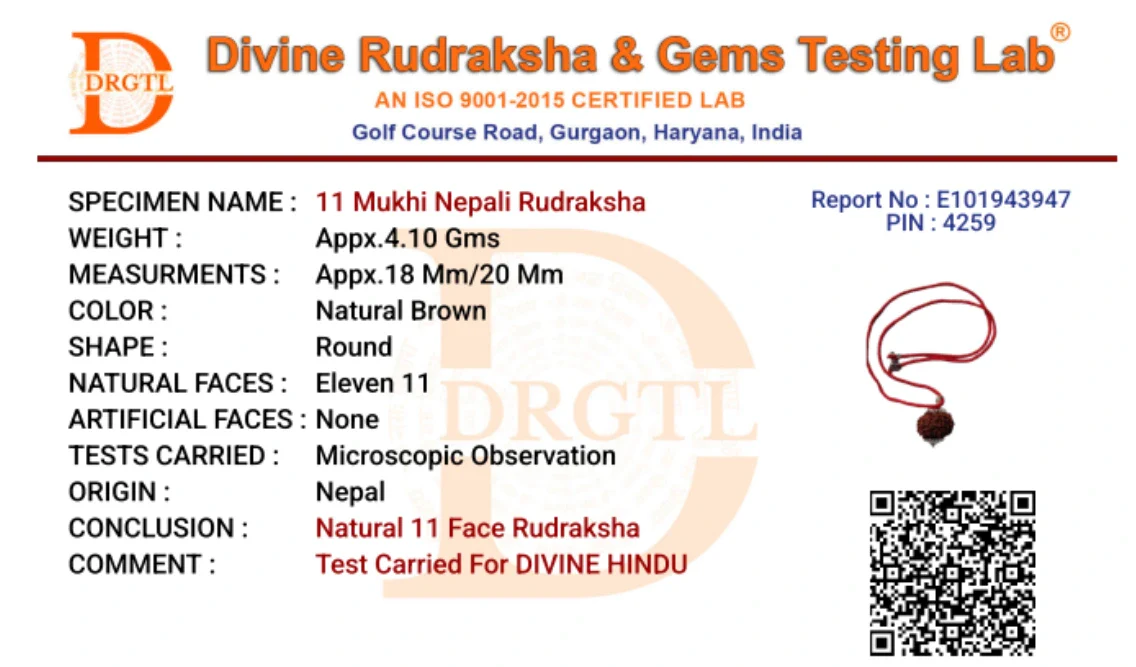 11 Mukhi Lab Tested Certified Rudraksha - Image 7