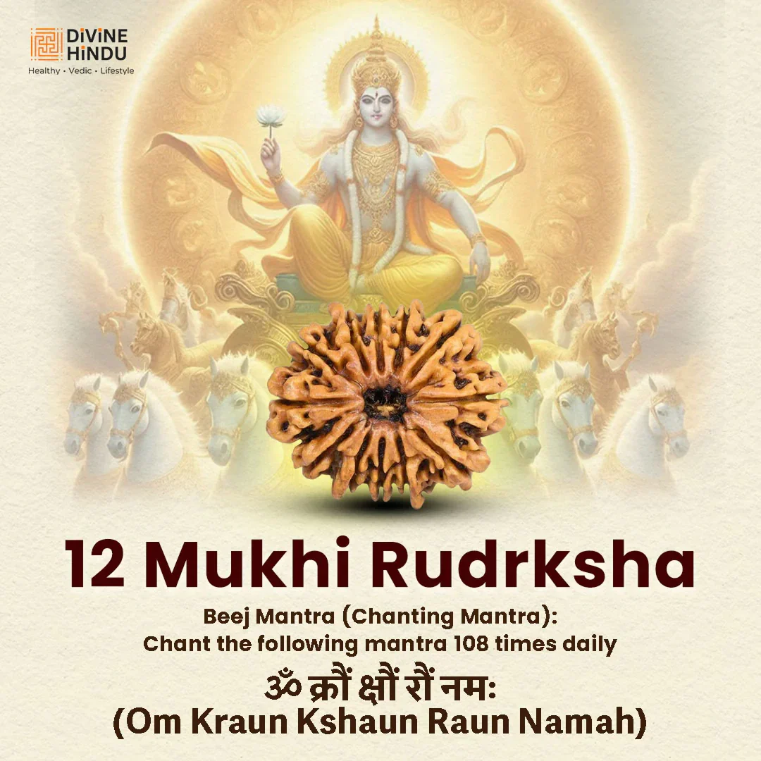 12 Mukhi Lab Tested Certified Rudraksha - Image 4