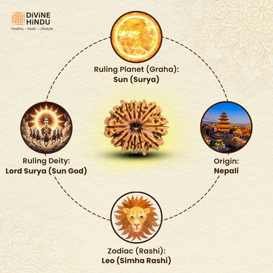 12 Mukhi Lab Tested Certified Rudraksha - Image 5