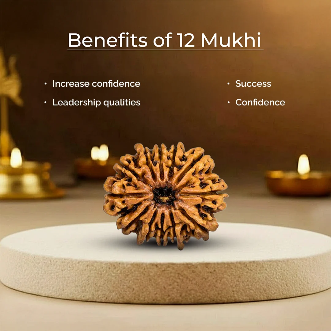 12 Mukhi Lab Tested Certified Rudraksha - Image 6