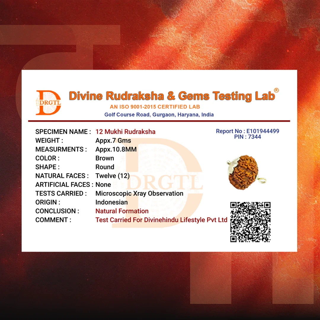 12 Mukhi Lab Tested Certified Rudraksha - Image 7