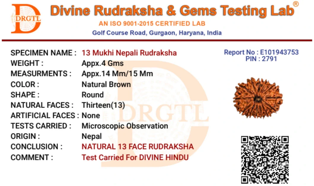 13 Mukhi Lab Tested Certified Rudraksha - Image 10