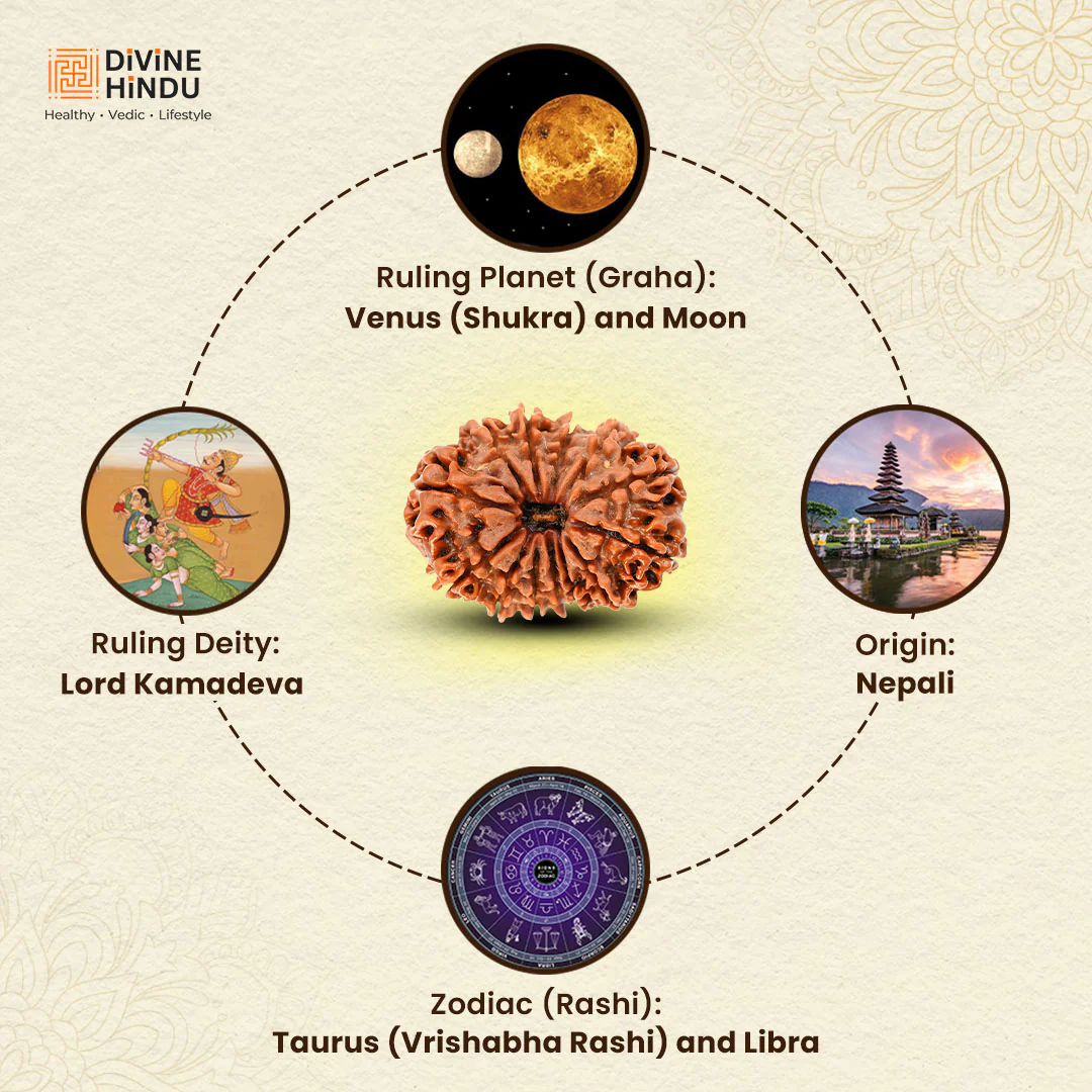 13 Mukhi Lab Tested Certified Rudraksha - Image 4