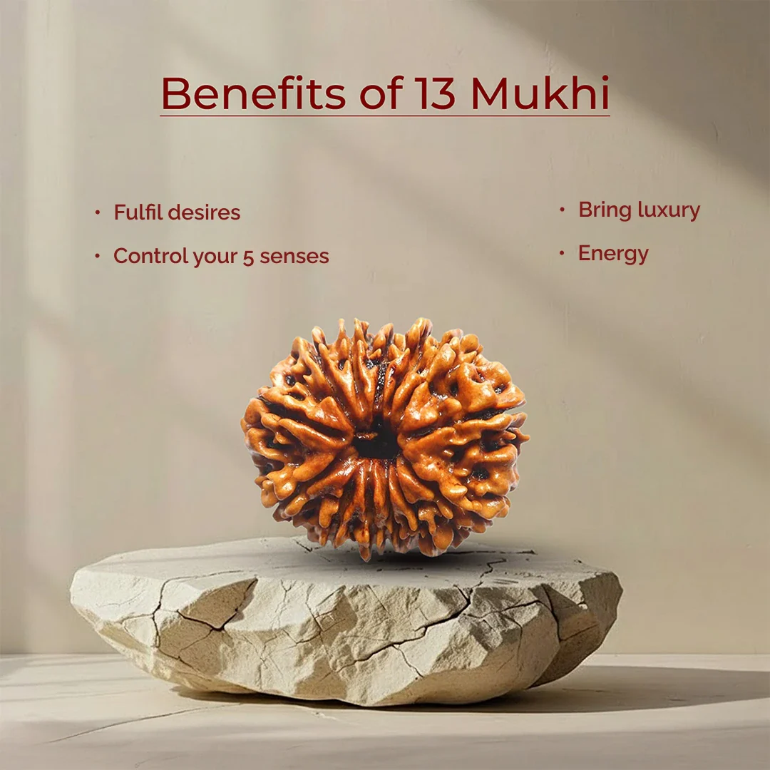 13 Mukhi Lab Tested Certified Rudraksha - Image 6