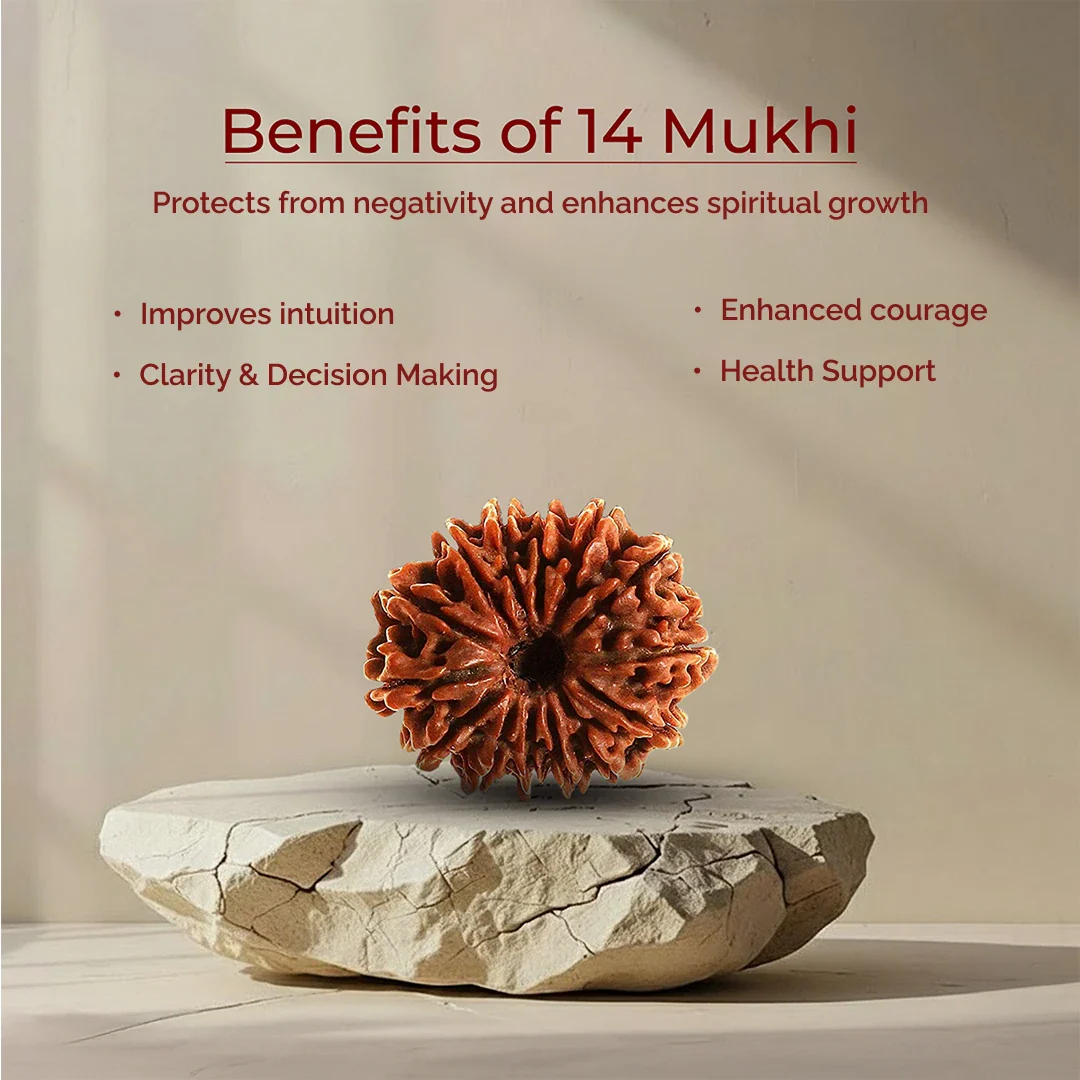 14 Mukhi Lab Tested Certified Rudraksha - Image 3