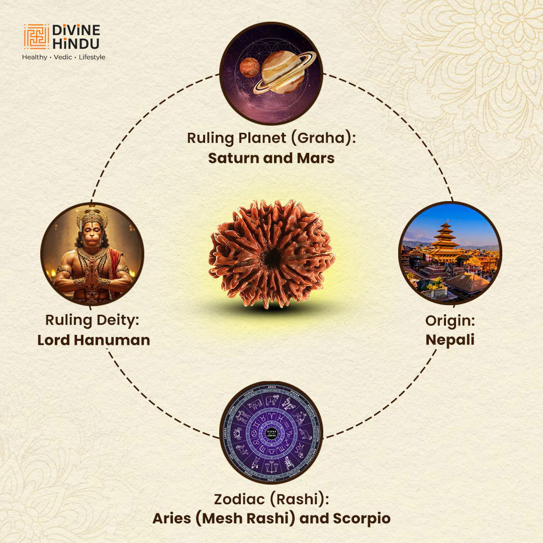 14 Mukhi Lab Tested Certified Rudraksha - Image 4