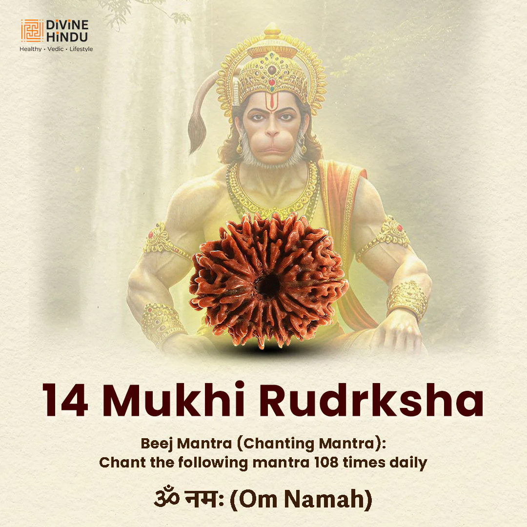 14 Mukhi Lab Tested Certified Rudraksha - Image 5