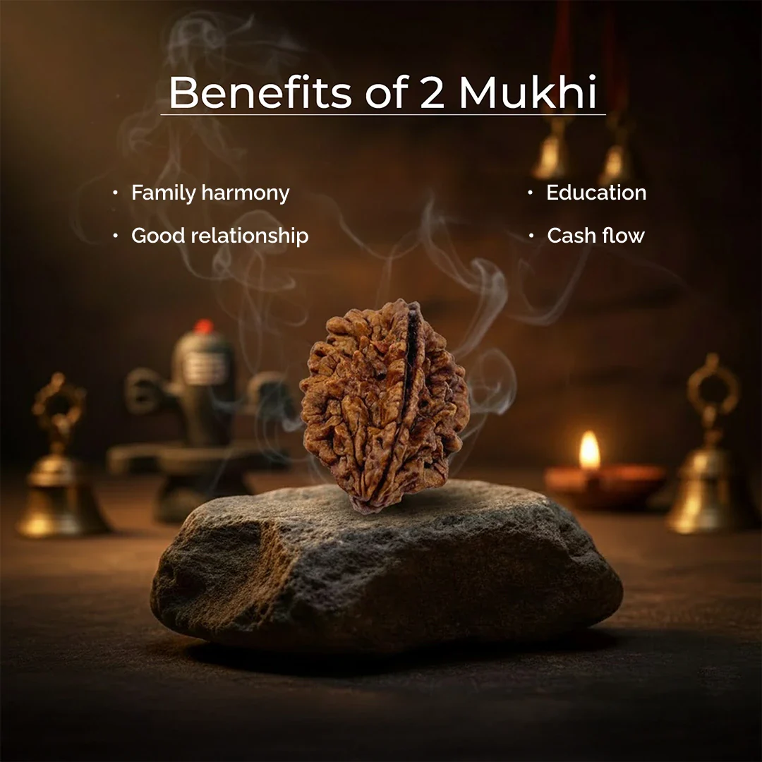 2 Mukhi Lab Tested Certified Rudraksha - Image 6