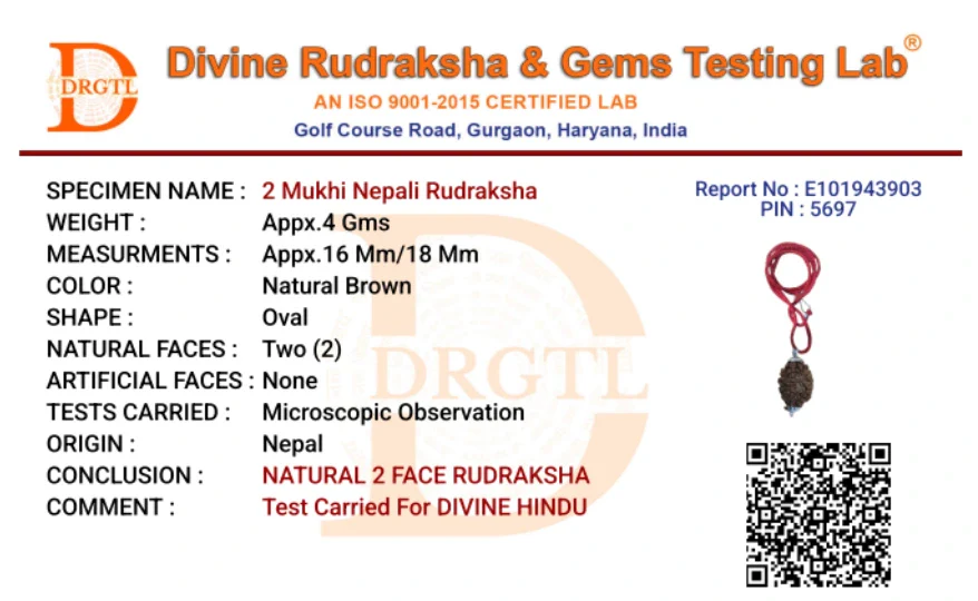 2 Mukhi Lab Tested Certified Rudraksha - Image 7