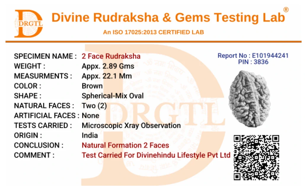 2 Mukhi Lab Tested Certified Rudraksha - Image 8