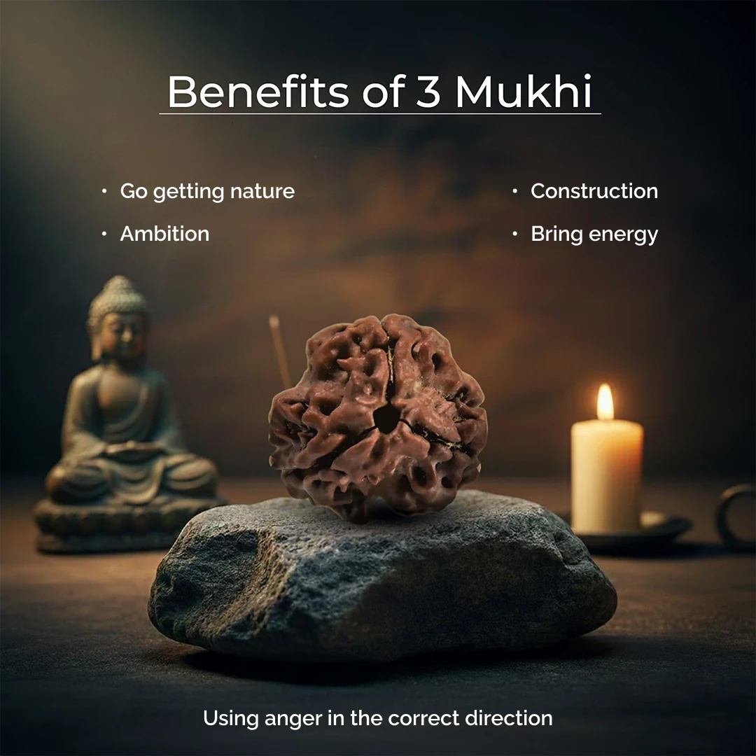 3 Mukhi Lab Certified Rudraksha - Image 6