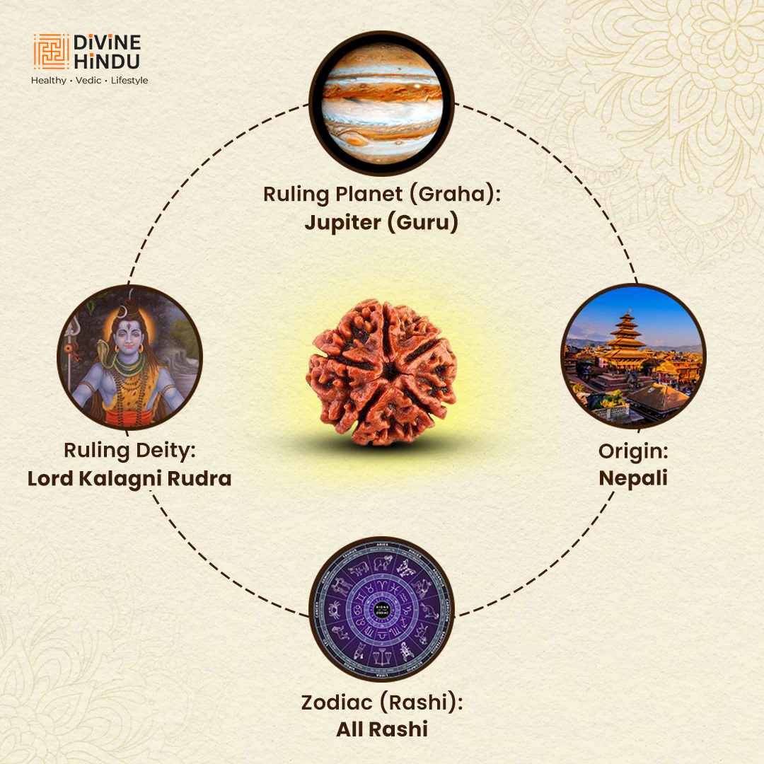 5 Mukhi Lab Tested Certified Nepali Rudraksha - Image 4