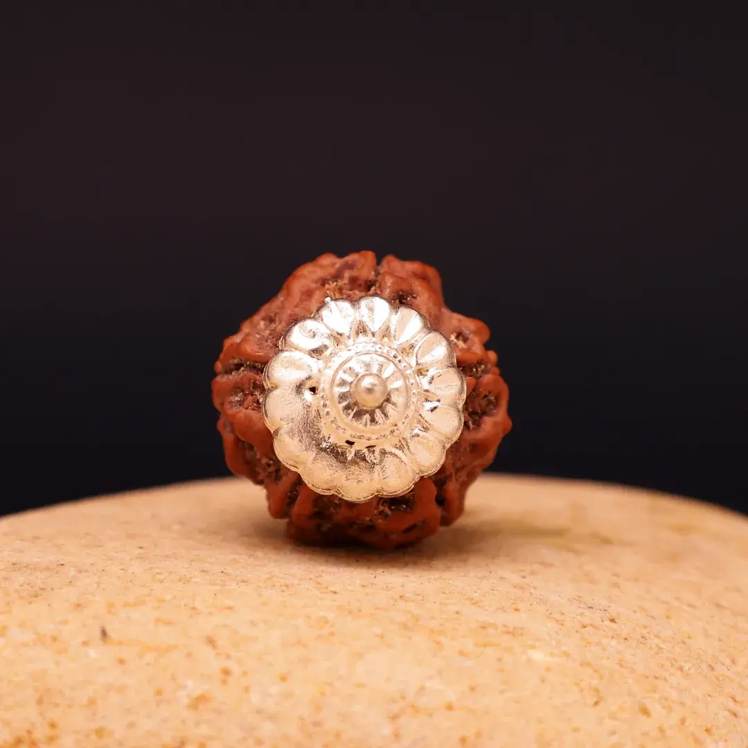 5 Mukhi Lab Tested Certified Nepali Rudraksha - Image 6