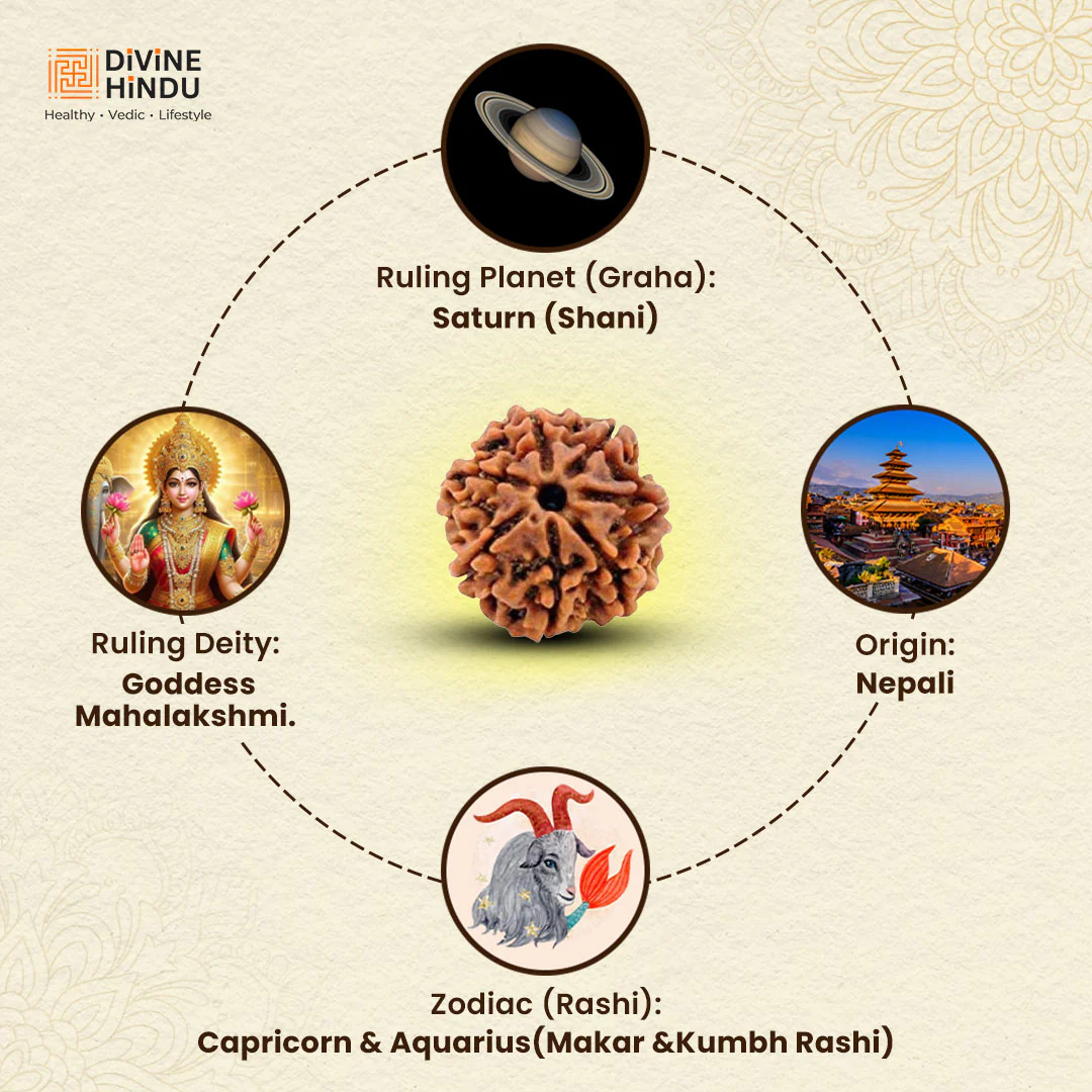 7 Mukhi Premium Rudraksha - Image 4