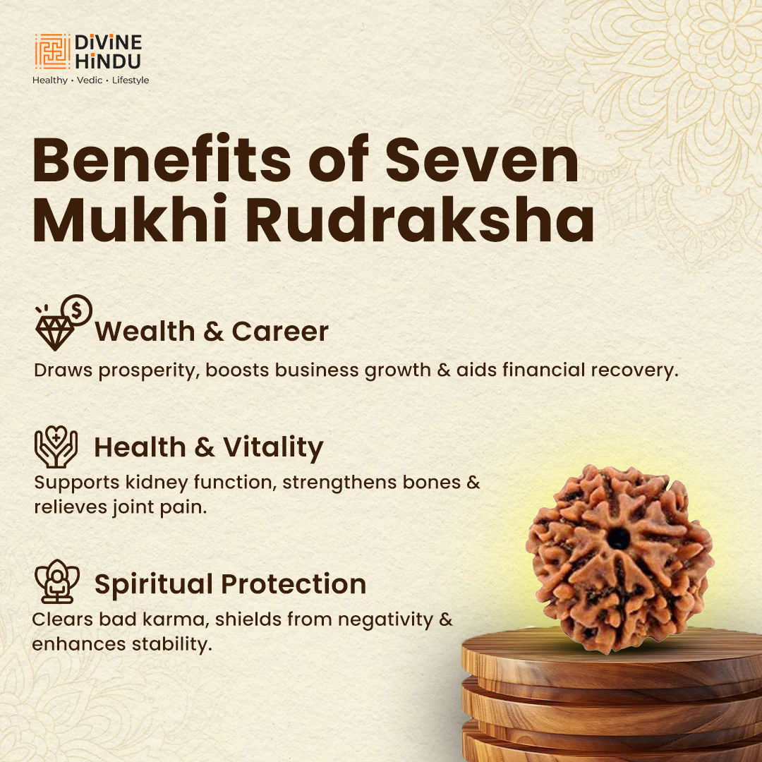 7 Mukhi Premium Rudraksha - Image 5