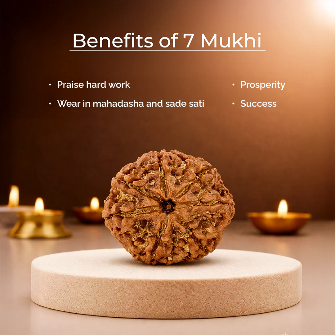 7 Mukhi Lab Tested Certified Nepali Rudraksha - Image 6