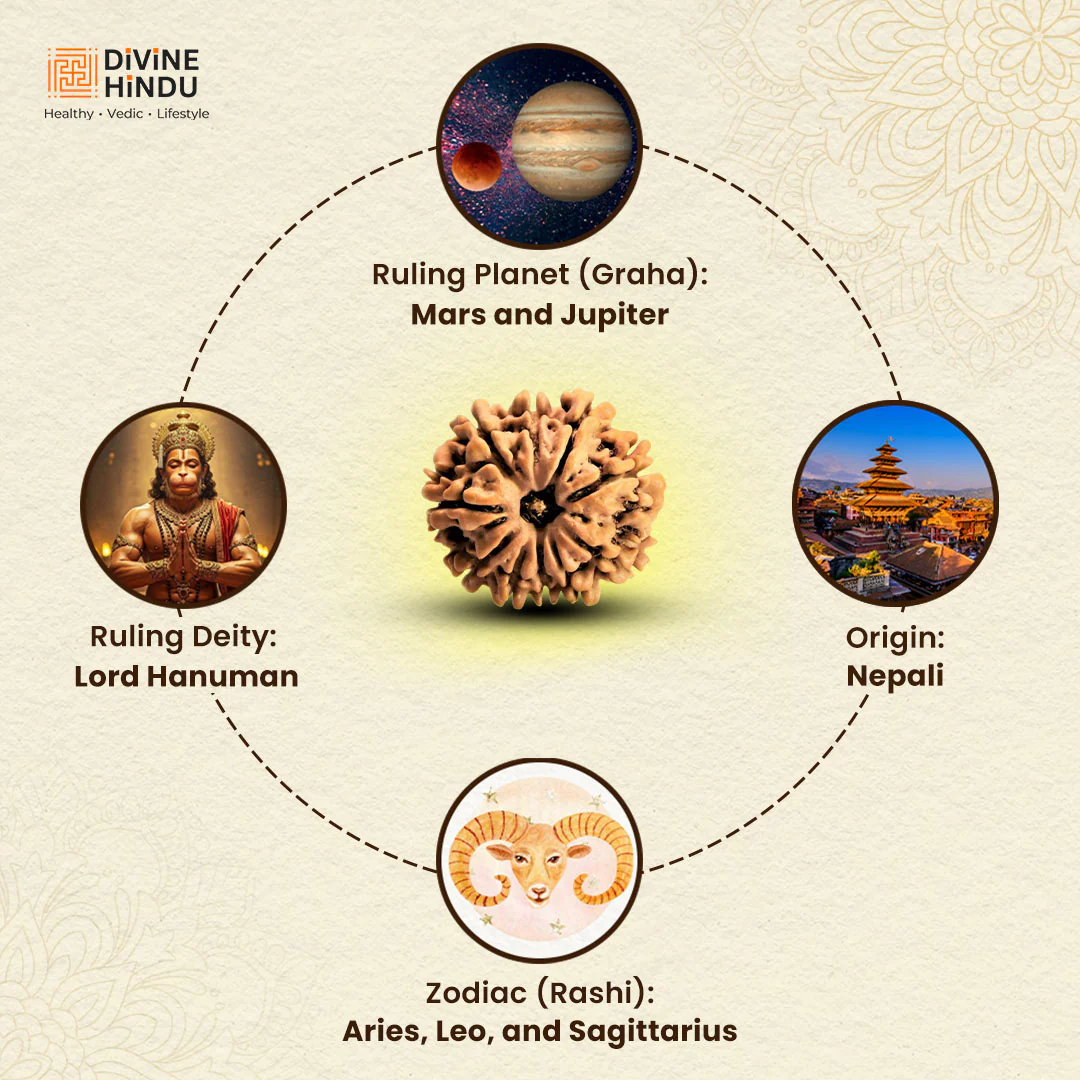 9 Mukhi Lab Tested Certified Rudraksha - Image 4