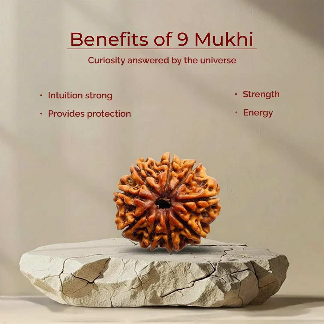 9 Mukhi Lab Tested Certified Rudraksha - Image 6