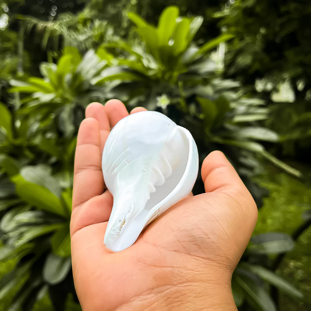 Divine Blowing Shankh - Image 4