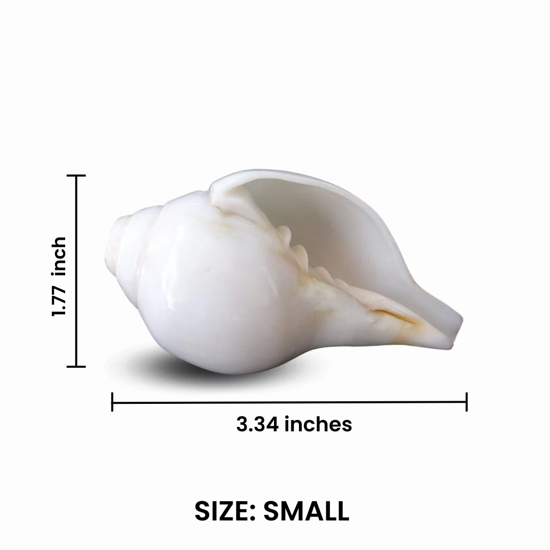 Divine Blowing Shankh - Image 5